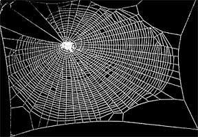Teia produzida por aranha sóbria