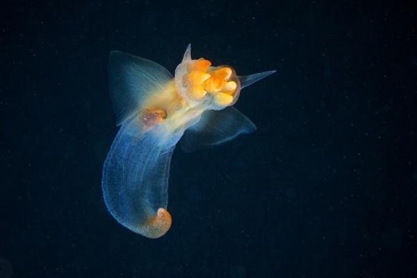 Fotos mostram animais quase alienígenas que habitam profundezas do oceano