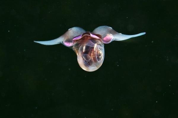 Fotos mostram animais quase alienígenas que habitam profundezas do oceano