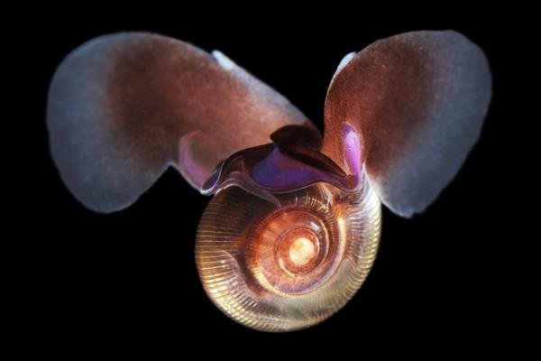 Fotos mostram animais quase alienígenas que habitam profundezas do oceano