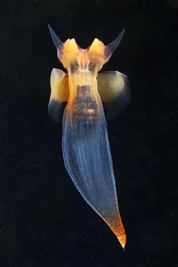 Fotos mostram animais quase alienígenas que habitam profundezas do oceano