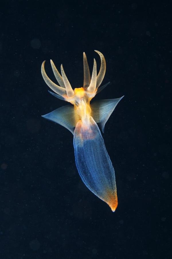 Fotos mostram animais quase alienígenas que habitam profundezas do oceano
