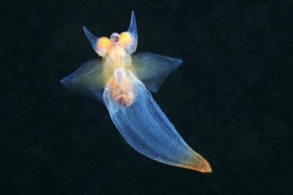 Fotos mostram animais quase alienígenas que habitam profundezas do oceano