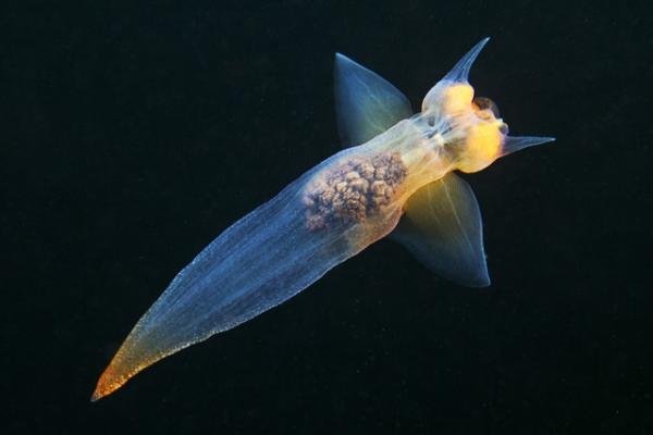 Fotos mostram animais quase alienígenas que habitam profundezas do oceano