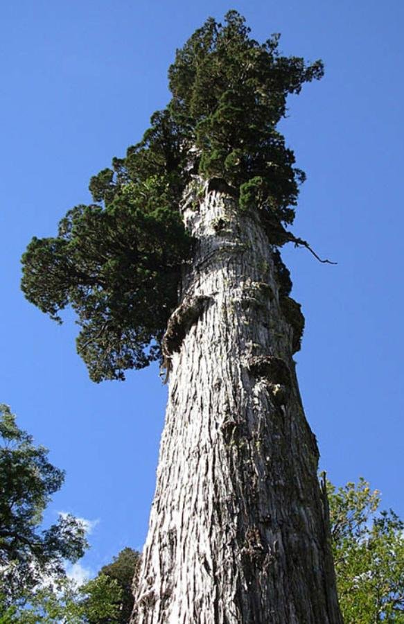 Fitzroya cupressoides, 3.622 anéis.