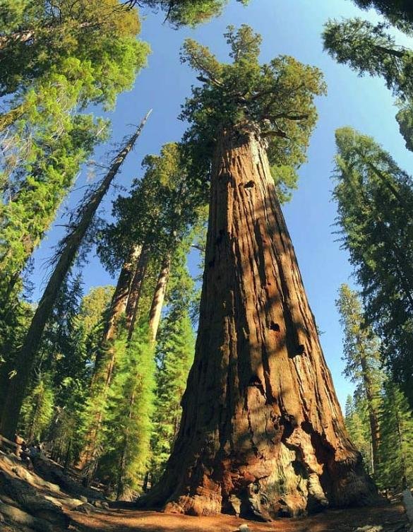 Sequoiadendron giganteum, 3.266 anéis.