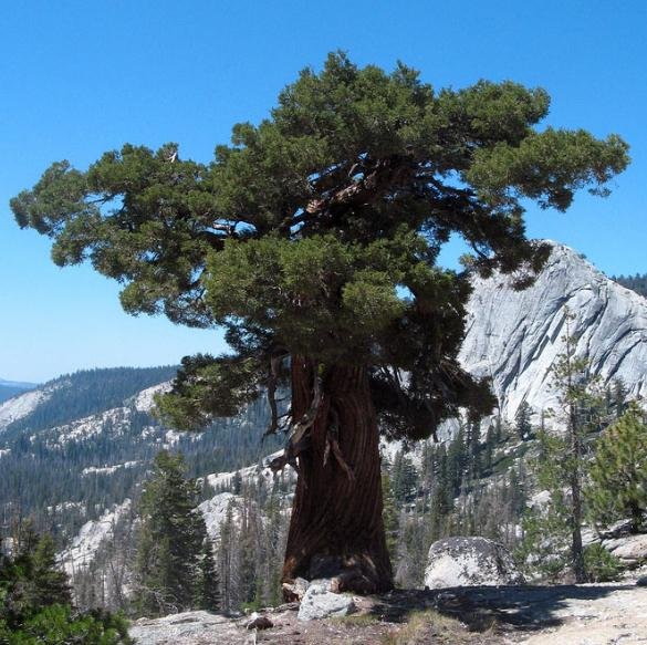 Juniperus occidentalis, 2.675 anéis.