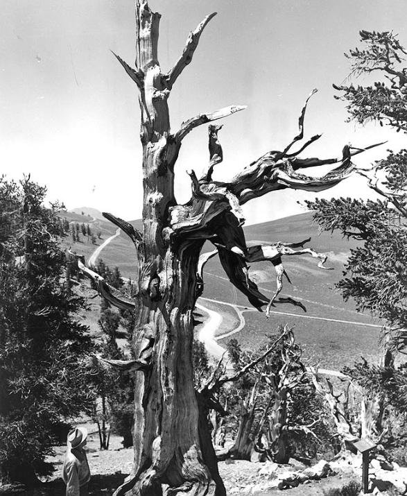 Pinus aristata, 2.435 anéis.