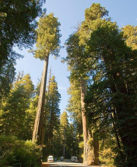 Redwood, 2.200 anéis.