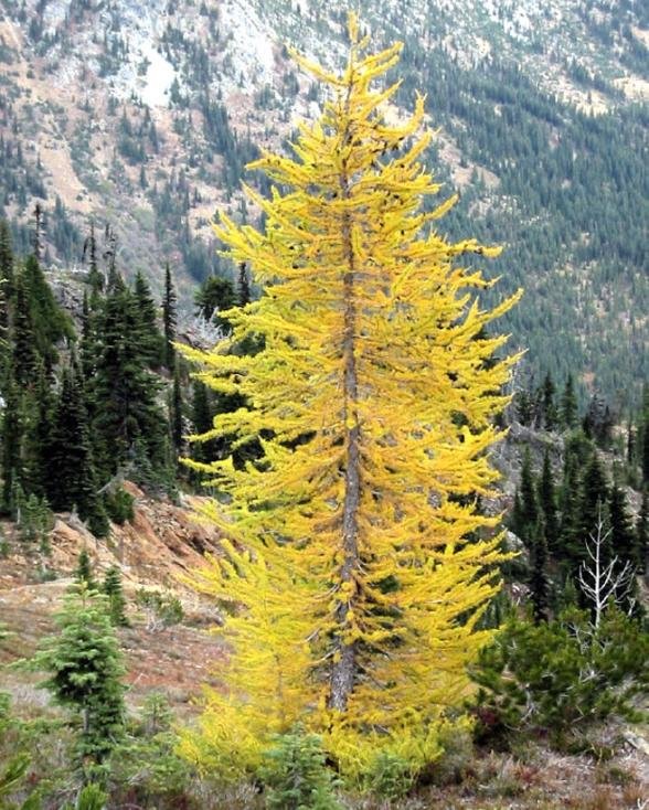 Larix lyallii, 1.917 anéis.