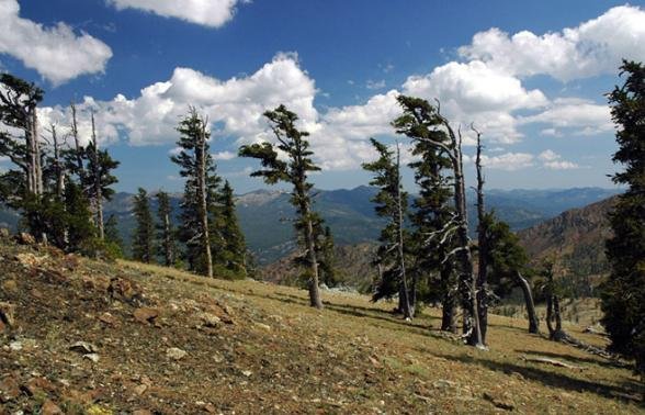 Pinus balfouriana, 2.110 anéis.
