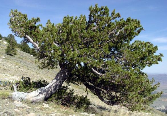 Pinus flexilis, 1.670 anéis.