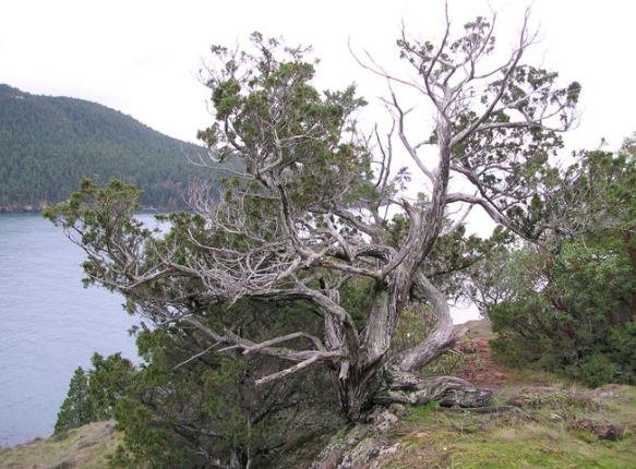 Juniperus scopulorum, 1.889 anéis.