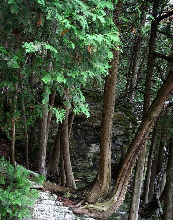 Northern cedar pine, 1.653 anéis.