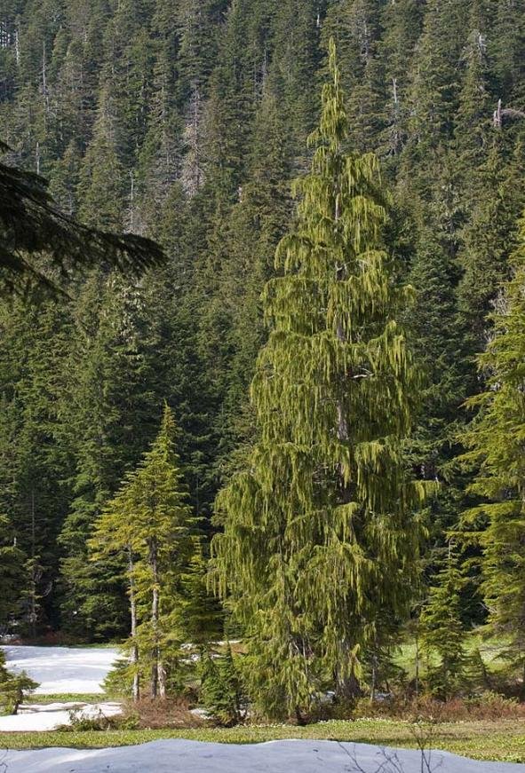 Cupressus nootkatensis, 1.636 anéis.