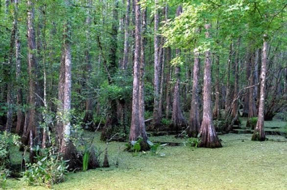 Taxodium distichum, 1.622 anéis.