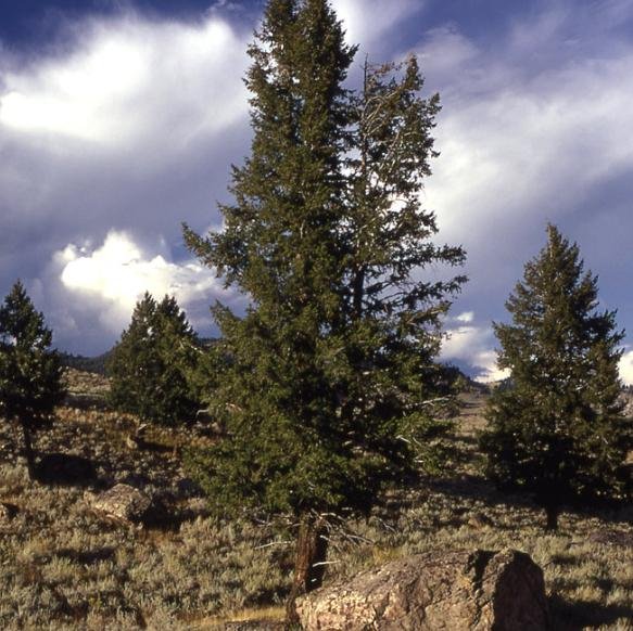 Pseudotsuga, 1.350 anéis.