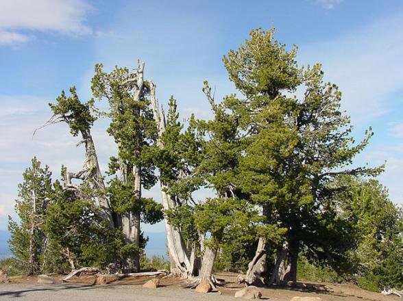 Pinus albicaulis, 1.267 anéis.