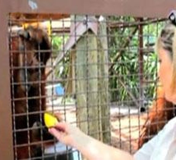 Orangotangos aprendem a usar o iPad [vídeo]