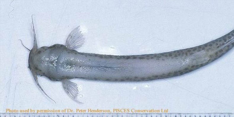 Imagem de Candiru, o peixe assassino que pode entrar na sua uretra ou ânus no site Mega Curioso