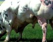 thumb-image-2024-02-29T13:57:46.270Z