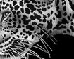 thumb-image-2024-02-29T13:57:46.729Z