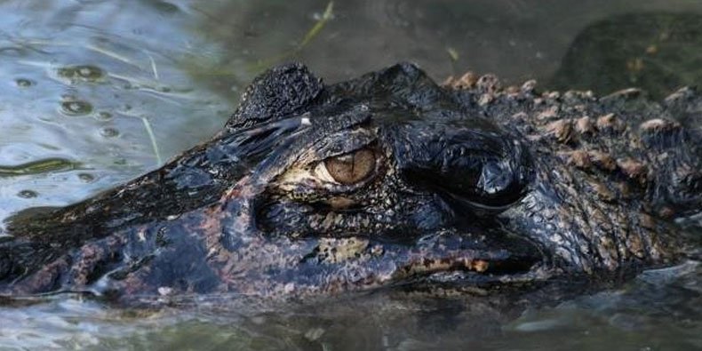 Imagem de 4 criaturas sinistras que vivem no Rio Amazonas no site Mega Curioso