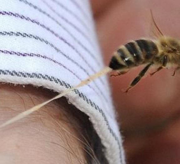 Descubra por que as abelhas morrem depois de picar