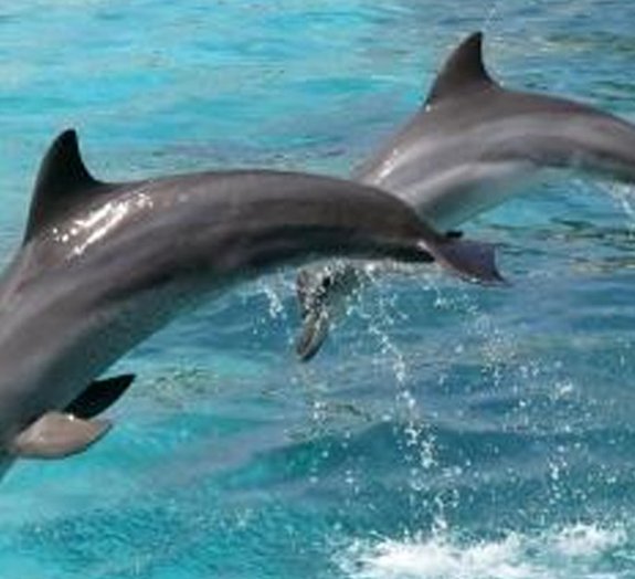 Cientistas descobrem que golfinhos mandam bem na matemática