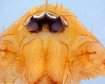 thumb-image-2024-02-29T13:57:05.214Z