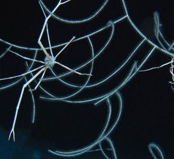 Cientistas descobrem caranguejos que podem ter visão ultravioleta