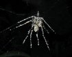 thumb-image-2024-02-29T13:57:15.696Z