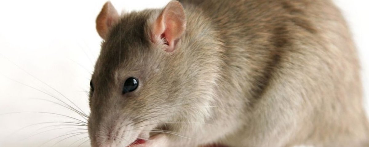 Rato gigante capturado na China