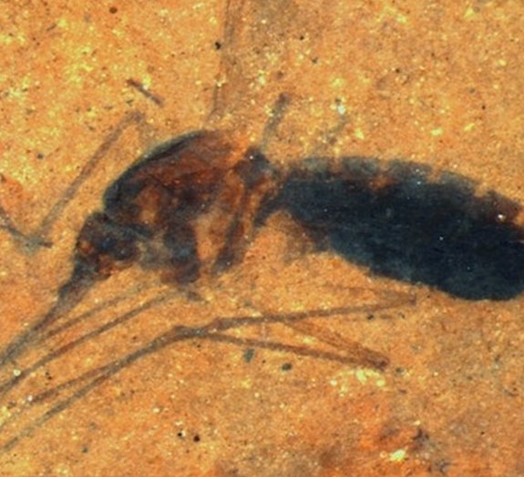 Fóssil de mosquito com sangue é encontrado pela primeira vez