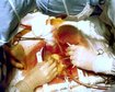thumb-image-2024-02-29T13:57:57.634Z