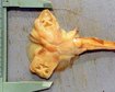 thumb-image-2024-02-29T13:58:00.207Z