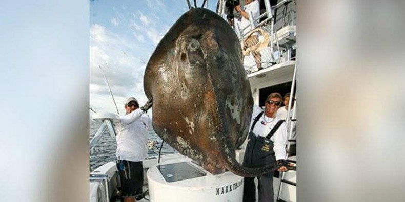 Pescadores descobrem baleias siamesas em laguna no México