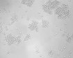 thumb-image-2024-02-29T13:57:19.460Z