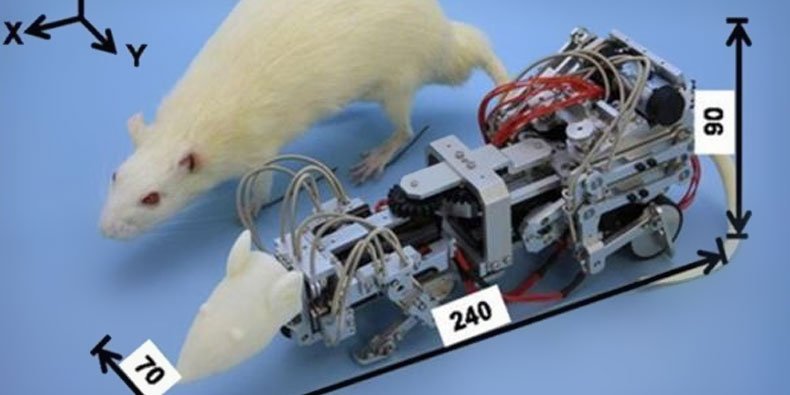 Japoneses desenvolvem rato-robô para atacar roedores de verdade - Mega  Curioso
