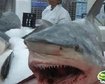 thumb-image-2024-02-29T13:57:21.072Z