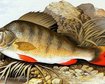 thumb-image-2024-02-29T13:57:21.141Z