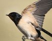 thumb-image-2024-02-29T13:57:25.200Z