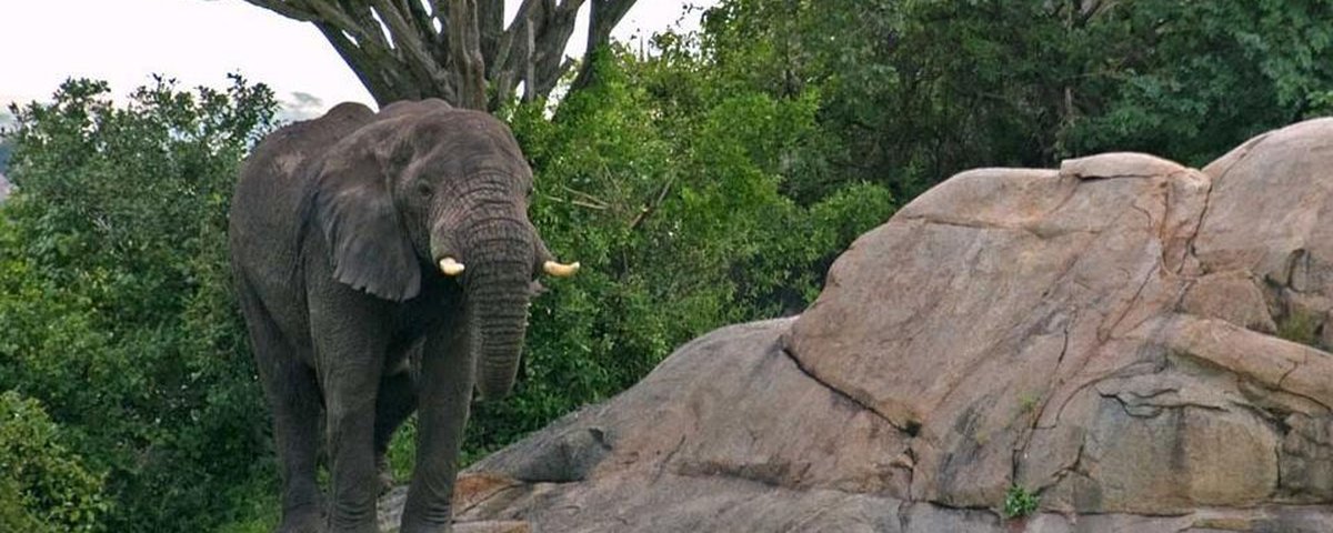 Vídeo de animais bêbados com marula é verdadeiro?