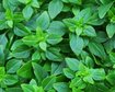 thumb-image-2024-02-29T13:57:26.091Z