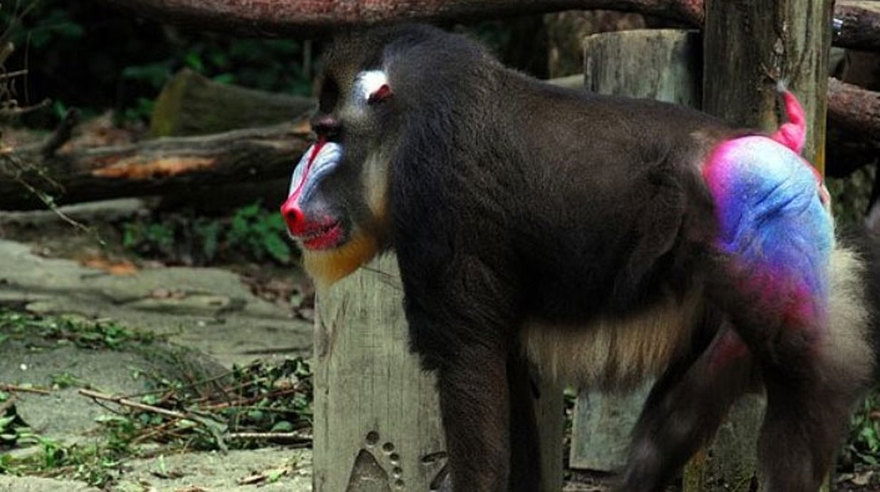 Por que é que os bumbuns de alguns macacos são tão coloridos? - Mega Curioso