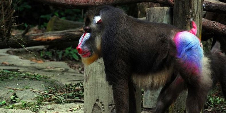 Por Que Que Os Bumbuns De Alguns Macacos So To Coloridos Mega