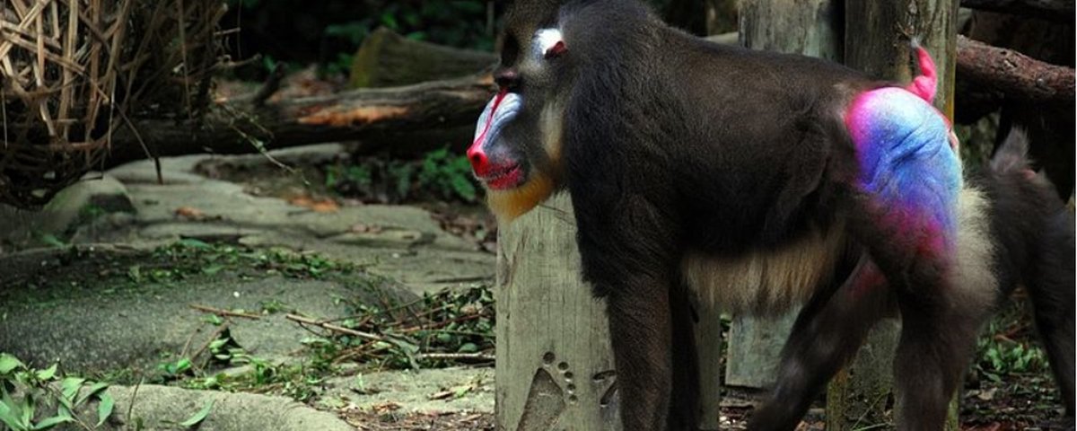 Nomes de Macacos - Nomes Científicos e Ideias de Nomes Para Macacos