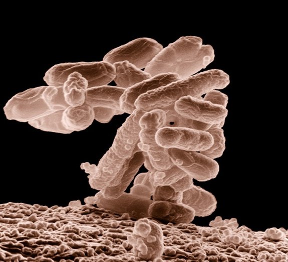 O corpo humano possui 100 trilhões de bactérias