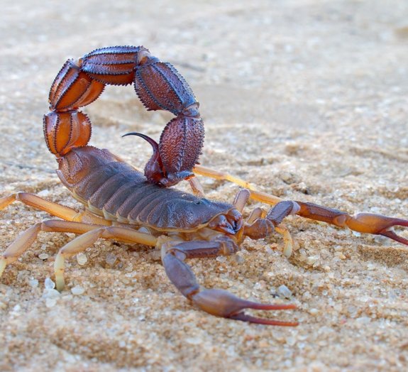 Você sabia que os escorpiões podem viver até um ano sem comer?