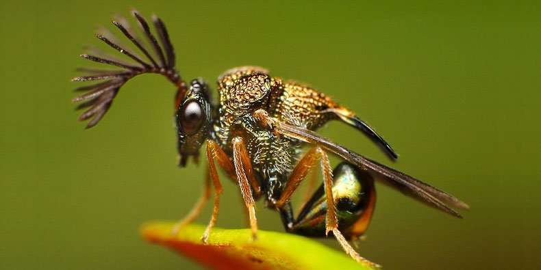 ConheCIÊNCIA - A ASSUSTADORA VESPA CAÇADORA Esse inseto